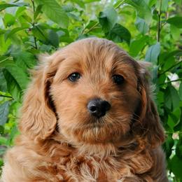 Girl 3 - Cream Goldendoodle puppy in Garden City, Utah from Bear Lake Bearded Retrievers