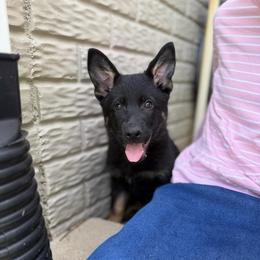 Balto,  Blue Collar Male - Black and tan male German Shepherd puppy in Milan, Illinois from Stonewick German Shepherds