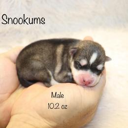 Snookums - Chocolate male Pomsky puppy in Denham Springs, Louisiana from Bayouland Pomskies