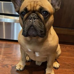 French Bulldogs from Fabulous Florida Frenchies