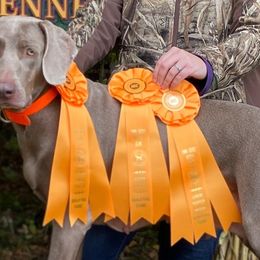 Weimaraners from Ball Bluff Kennel