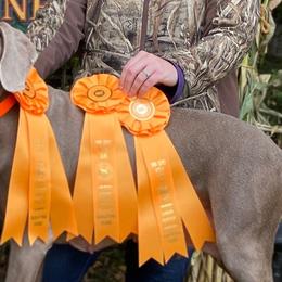 Weimaraners from Ball Bluff Kennel
