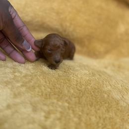 Zazu - Red  male Poodle puppy in Texas from Zoway's Poodles