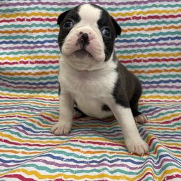 Titus - Black brindle and white male Boston Terrier puppy in Fillmore, Illinois from Wind Hill Puppies