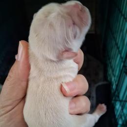 Caspian - White male Shih Tzu puppy in Memphis, Tennessee from Lady and the Tramp