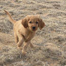 Mia - Golden female Golden Retriever puppy in Wellington, Colorado from High Country Golden Retrievers