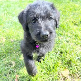 Assorted Doodle Crosses Puppies from Versi Canines