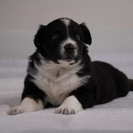 Drizzle - Black tri-color female Australian Shepherd puppy in Glenville, Pennsylvania from Rolling Hills Australian Shepherds