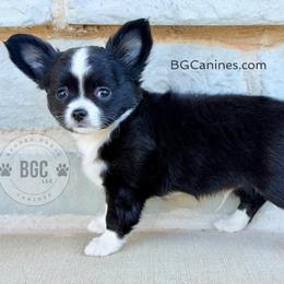 Jack - Black and white male Chihuahua puppy in Forsyth, Georgia from Brooks Grove Canines LLC