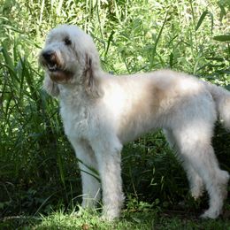 Goldendoodle Puppies from Golden Creek Doodles