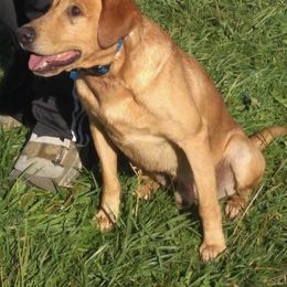 Labrador Retriever All Grown Up from RiversWild Retrievers