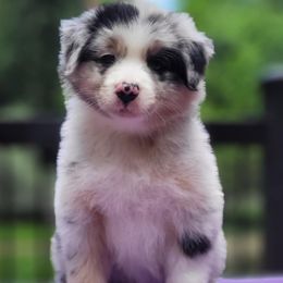 Girl 5 - Blue merle female Australian Shepherd puppy in Maryland from Lake Shore Australian Shepherds