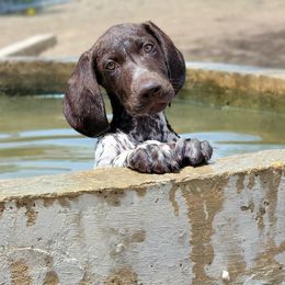 German Shorthaired Pointer Puppies from Dem Feuerhaus Gun Dogs