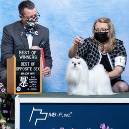 Senya - Maltese
