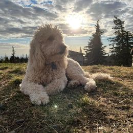 Hope - Goldendoodle