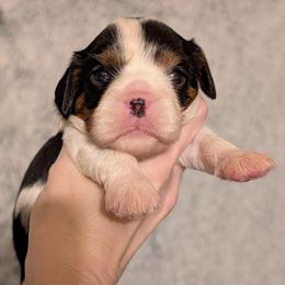 Bella - Tri-color female Cavalier King Charles Spaniel puppy in Stilwell, Oklahoma from Love Bug Cavaliers