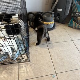 Akita Puppies from Gloe Akita's