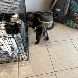 Akita Puppies from Gloe Akita's