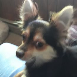 Chihuahuas from Lakeside Chihuahuas