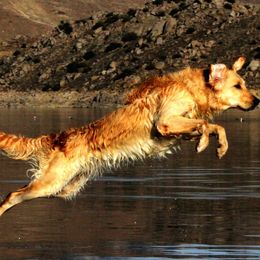 Golden Retrievers and Wirehaired Pointing Griffons from Woodecoy Golden Retrievers and Wirehaired Pointing Griffons