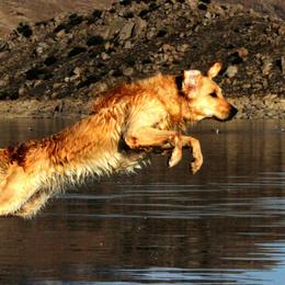 Golden Retrievers and Wirehaired Pointing Griffons from Woodecoy Golden Retrievers and Wirehaired Pointing Griffons