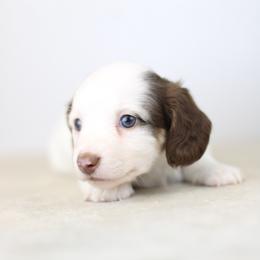 Porter - Piebald male Dachshund puppy in Alto, Texas from Prima Dachshunds