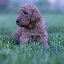 Poodle Puppies from Willow Rock Poodles