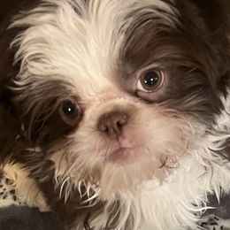 Shih Tzu Puppies from Mayra’s Shih Tzus