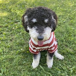 Archie - Poodle