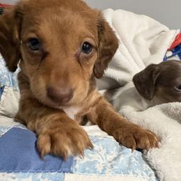 Dachshund Puppies from Dandelion Doxies