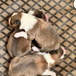 Shetland Sheepdog Puppies from Cheri Spangler's Shetland Sheepdogs
