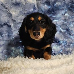 Georgi - Black and cream male Dachshund puppy in Sylvania, Georgia from Dachshund and Co.