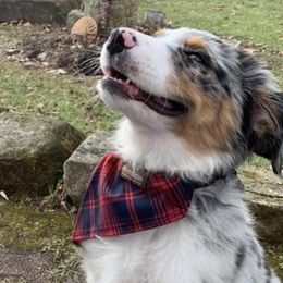 Australian Shepherds from WV Yankee Aussies