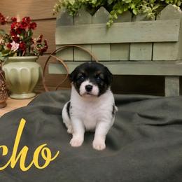 Echo - female Sporty Mix puppy in Algona, Iowa from Ebonheart Kennel
