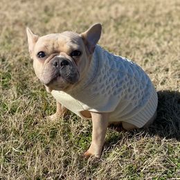 French Bulldogs from 2740 Frenchies