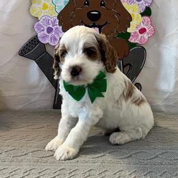 Surf - Green Collar Male - Parti male Goldendoodle puppy in Bradenton, Florida from Suncoast Goldendoodles
