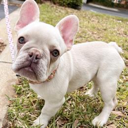 French Bulldogs from The French Bulldog Collective