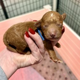 Blue - Red and white male Cockapoo puppy in Denver, Pennsylvania from Greenview Puppies