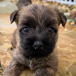 Bonnie - Wheaten brindle female Cairn Terrier puppy in St. Joseph, Missouri from Stone & Thistle Cairn Terriers