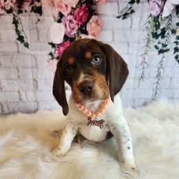 Beagle Puppies from Lovan's Spring Creek Kennel