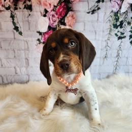 Beagle Puppies from Lovan's Spring Creek Kennel