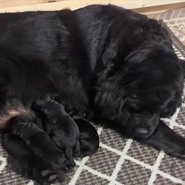 Female 2 - Black female Newfoundland puppy in Burfordville, Missouri from Umfleet Farms