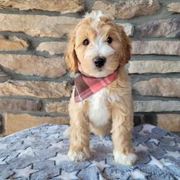 Pepper - Apricot male Goldendoodle puppy in Grabill, Indiana from Rose's Doodles