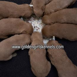 Lava Boy 3 - Dark golden male Golden Retriever puppy in Fort Morgan, Colorado from Golden Girls Kennels, LLC