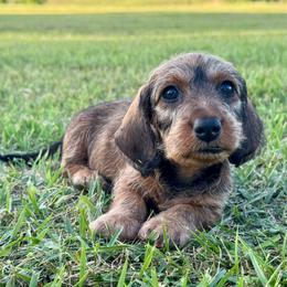 LEV - Red male Dachshund puppy in Mc Neil, Arkansas from Shining A Lowriders & Co.