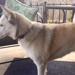 Siberian Huskies from Willow Husky Haven