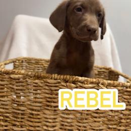 Rebel - Chocolate male Labrador Retriever puppy in Lucasville, Ohio from Backwoods Labradors