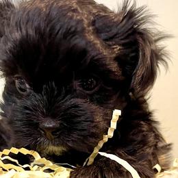 Maltese, Morkies, and Yorkshire Terriers from Cottonwood Maltese