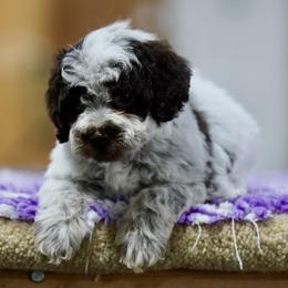 Josie - Brown roan female Lagotto Romagnolo puppy in Seymour, Missouri from Terra Incognita