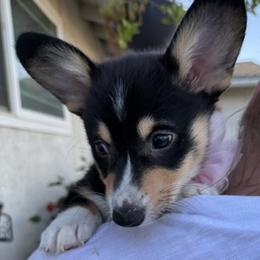 Princess - Black and tan female Pembroke Welsh Corgi puppy in Riverside, California from Four Aces Corgis